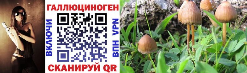 Псилоцибиновые грибы Psilocybe  Родники 